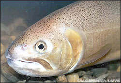 Gila trout